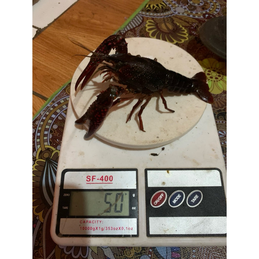 Lobster hias air tawar capit totol merah