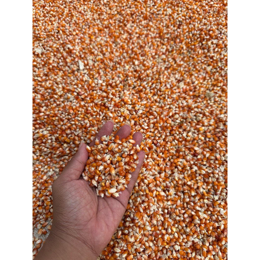 jagung kecil kering bersih