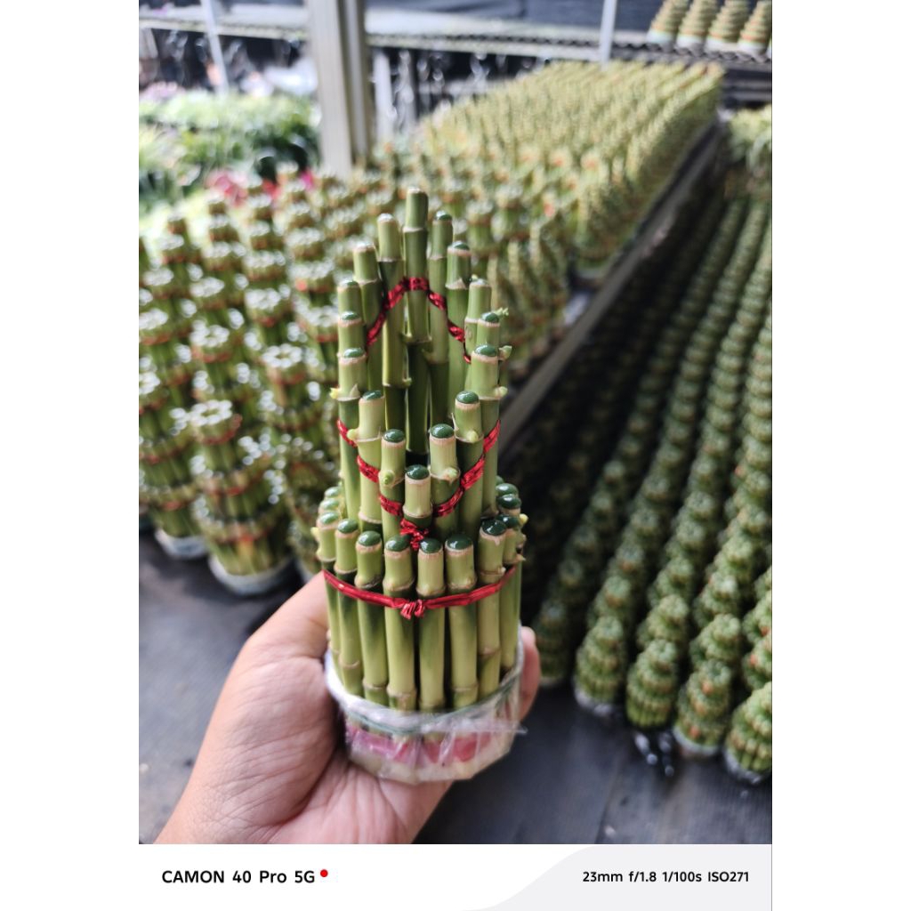 Bambu Hoki Mahkota tinggi 15 cm