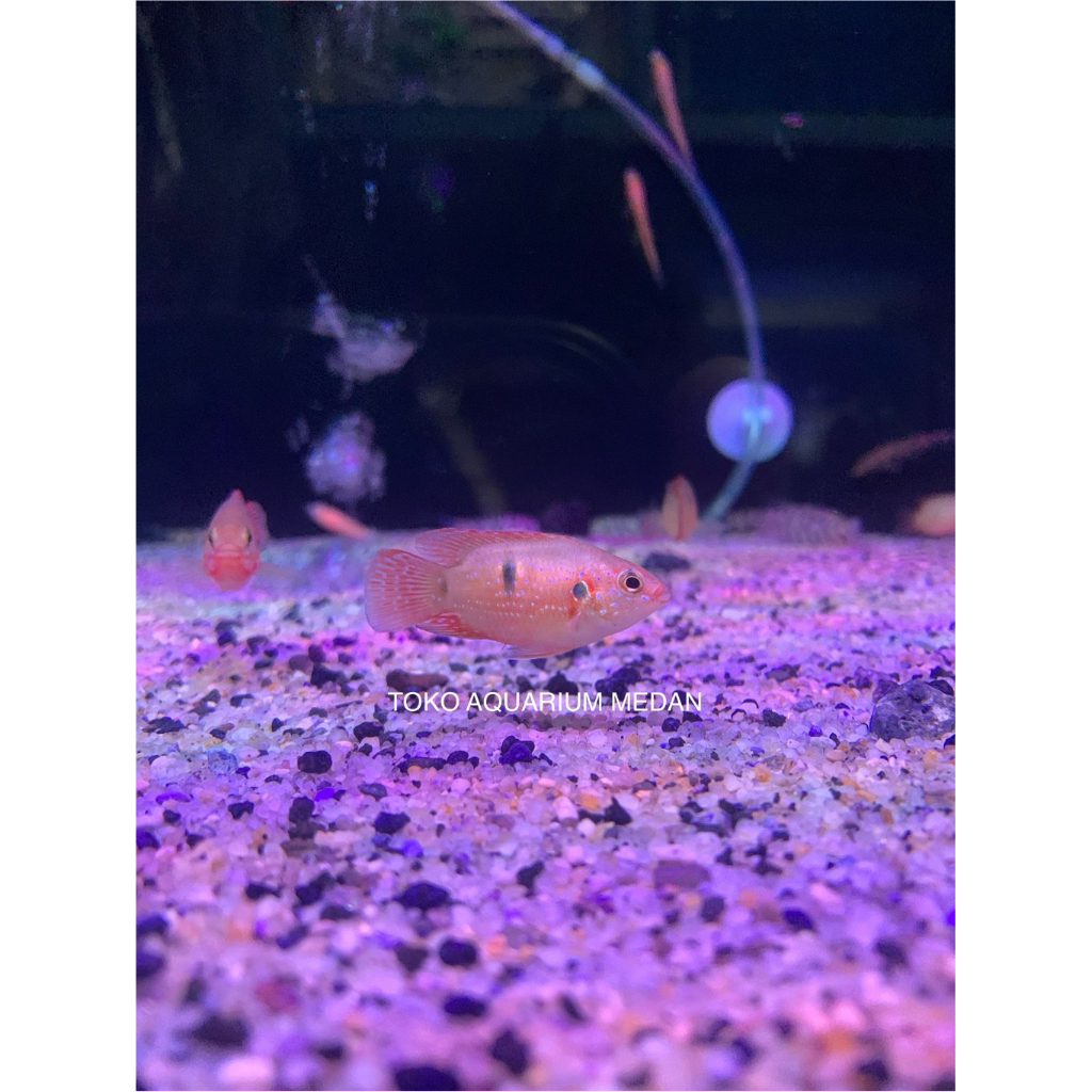IKAN HIAS RED JEWEL CICHLID
