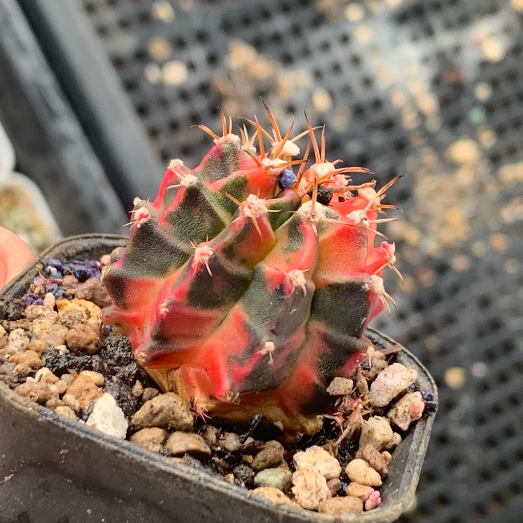 3pf gymno miha var kaktus gymnocalycium mihanovichii varigata cluster rimbun tanaman hias hidup guru