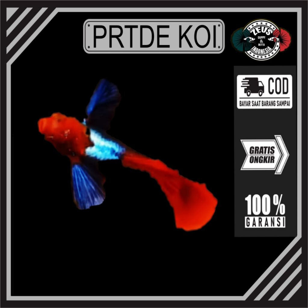 Prtde Koi