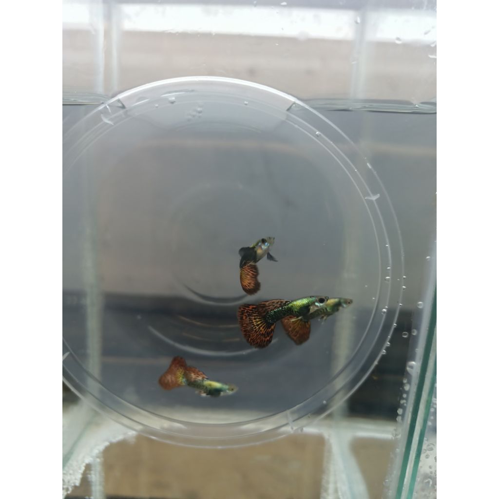 guppy platinum red dragon