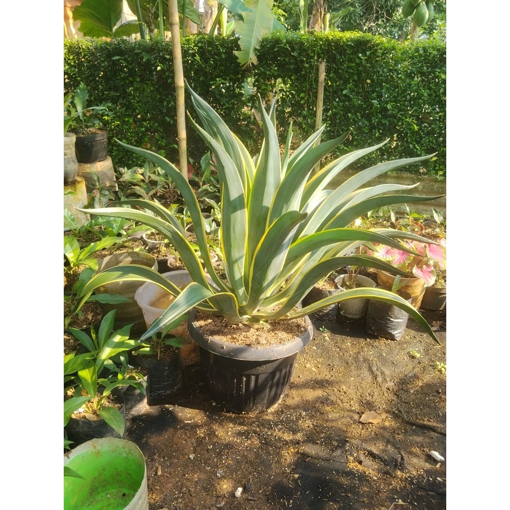 Agave Mahkota Dewasa