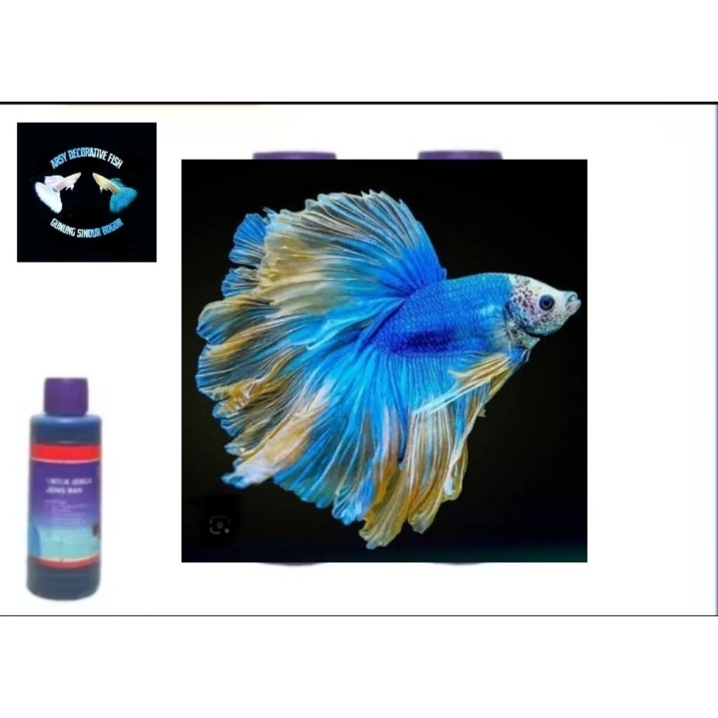 obat ikan hias, cupang hm 1ekor jantan