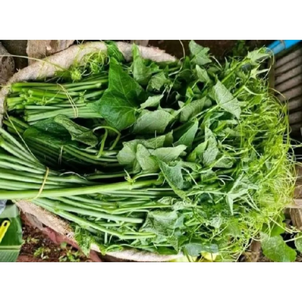 Sayuran segar Daun Labu Siam,Daun pucuk labu siam