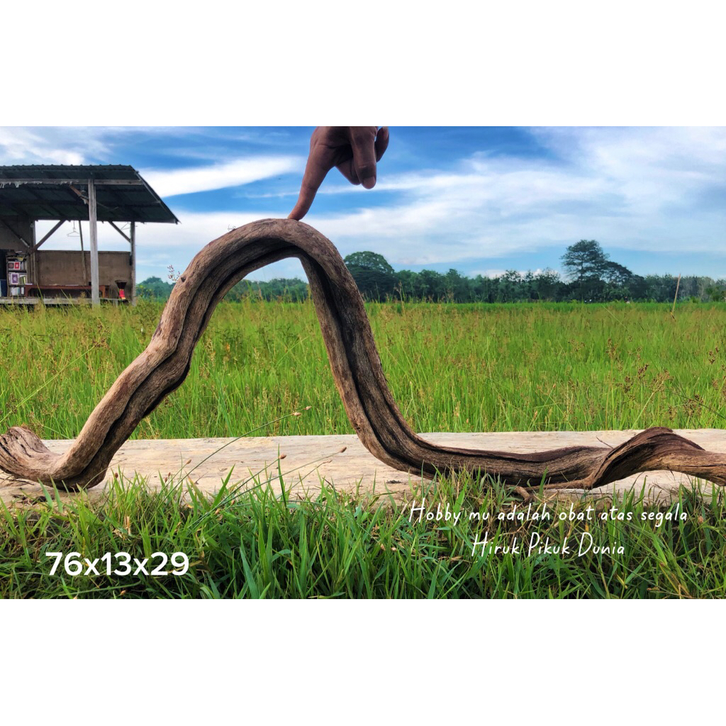 Kayu Santigi Laut Kualitas Grade A Tenggelam, Aquascape