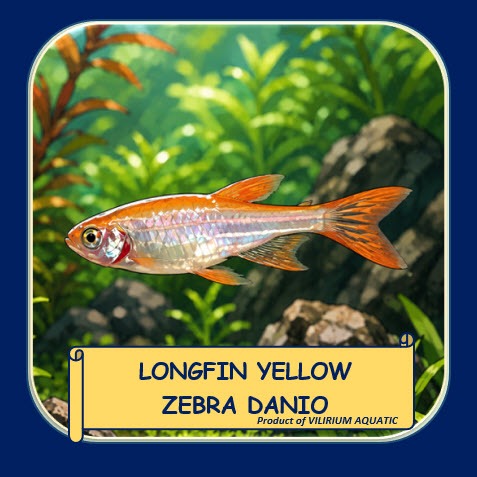 IKAN HIAS AIR TAWAR - DANIO SLAYER KUNING / ZEBRA SLAYER KUNING / LONGFIN YELLOW ZEBRA DANIO (IKAN A