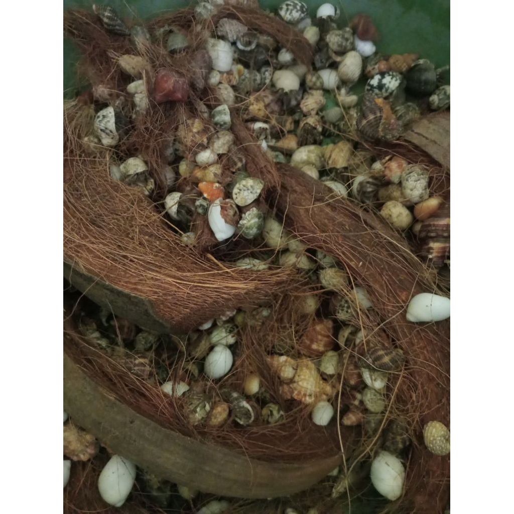 (jaminan hidup) kelomang 1 kg cocok untuk di jual lagi