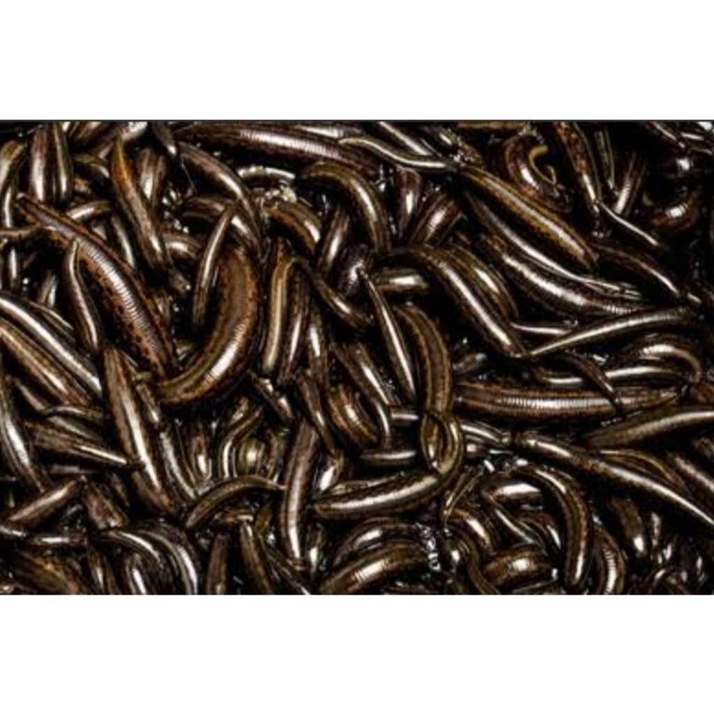 LINTAH HITAM MINYAK HERBAL ASLI