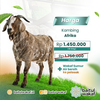 Qurban 1 Ekor Kambing Afrika (18-22kg) + Gratis Wakaf Sumur