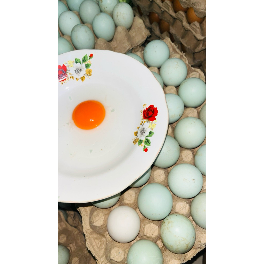 Telur Bebek Mentah Segar dengan Kuning Telur Omega Orange