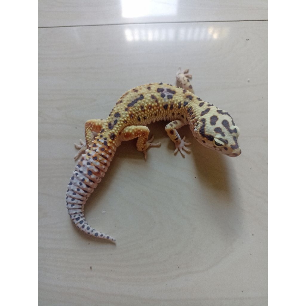 Murah Miniatur Mainan Gecko Juve/Remaja, (morph: bold jungle)