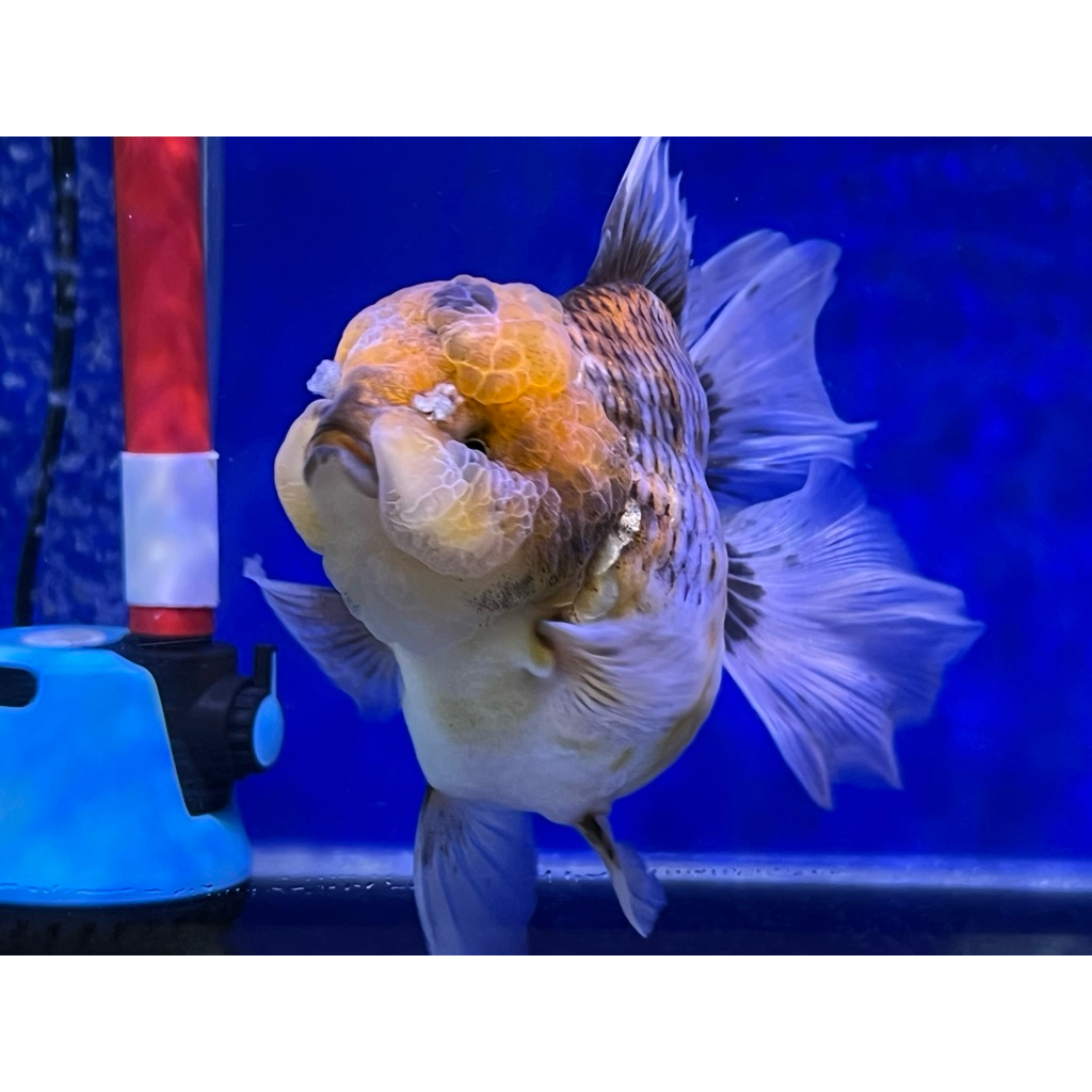 Ikan Mas Koki Oranda Long Tail Kirin OLT size Jumbo