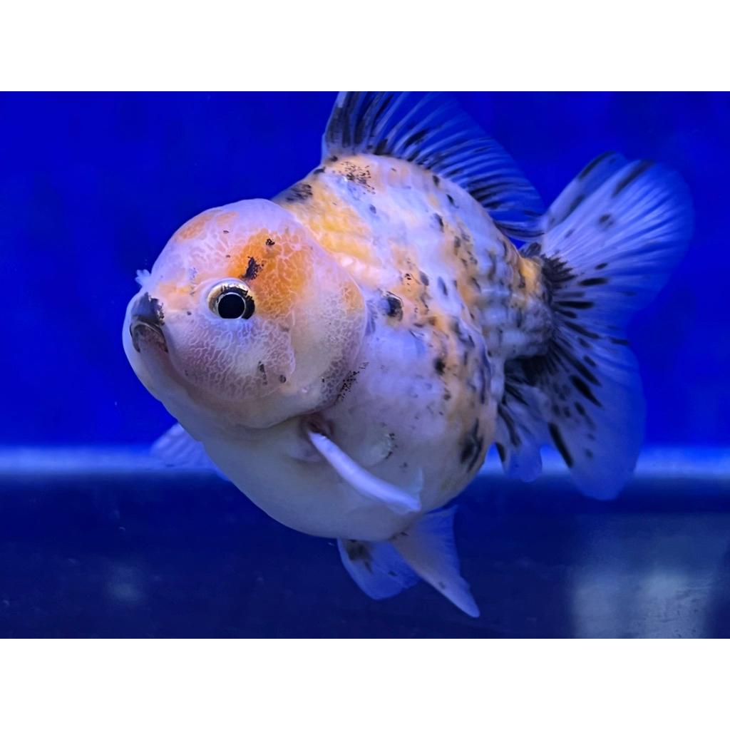 Ikan Mas Koki Oranda Short Tail Calico OST