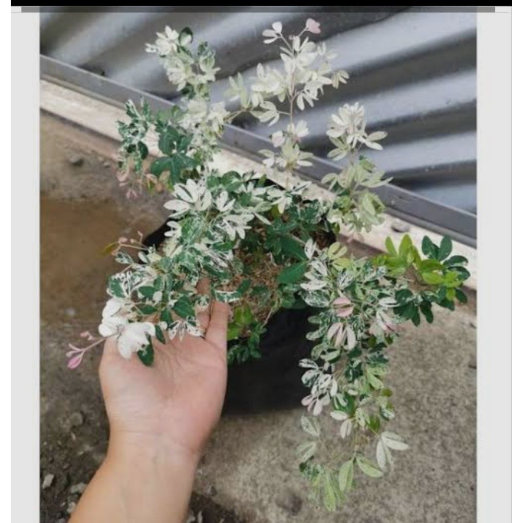 Tanaman Hias Bahan Bonsai Asem Belanda Variegata / Asam Londo Variegata  / Tanaman Asem Kranji Varie