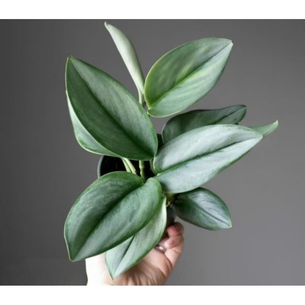 Sirih Gading Susu • Scindapsus Silver • Scindapsus Susu ±15cm
