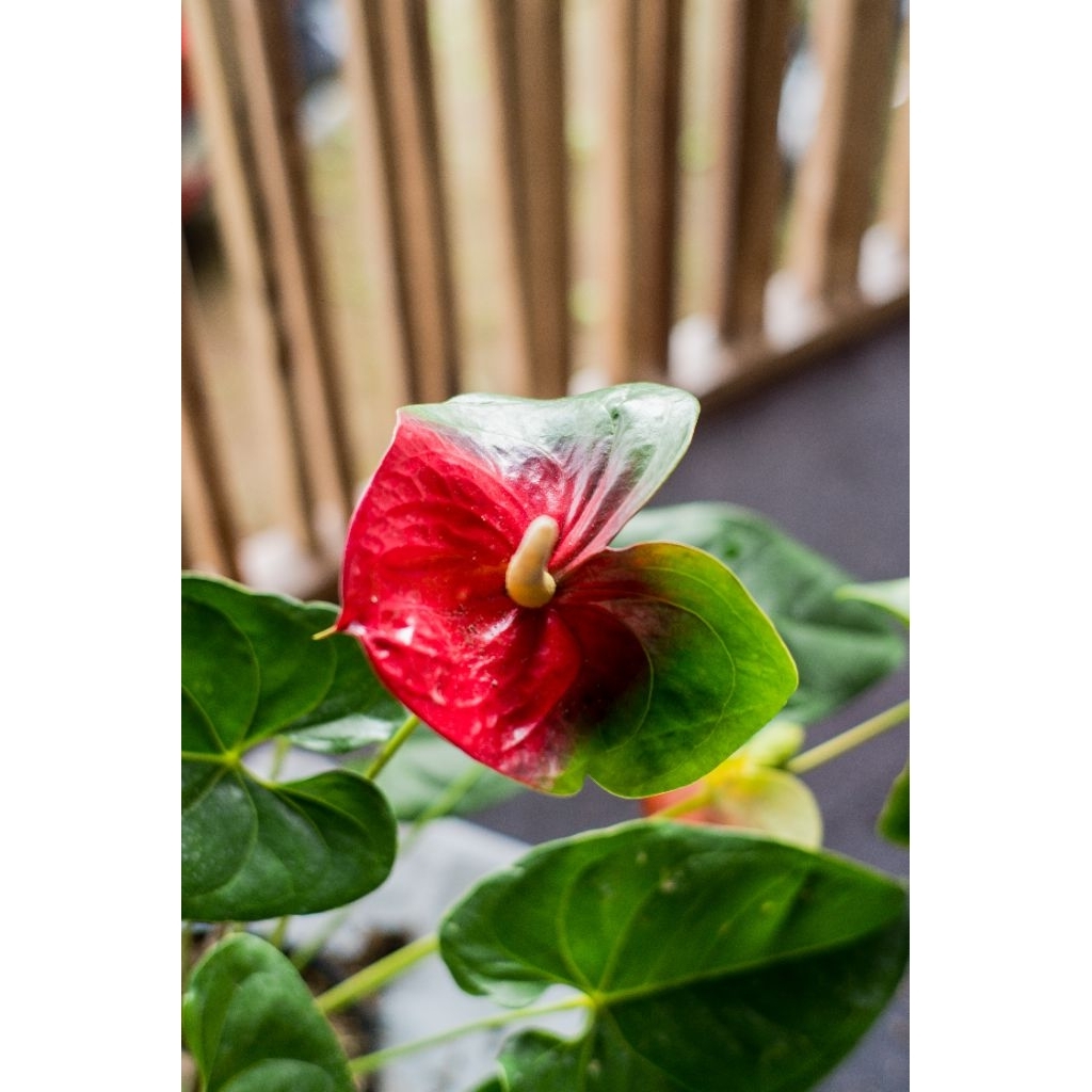 Anthurium bunga Presiden Merah