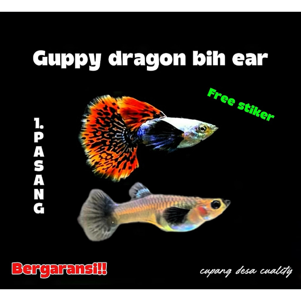 Stiker 1pasang guppy dragon big ear + bonus pakan