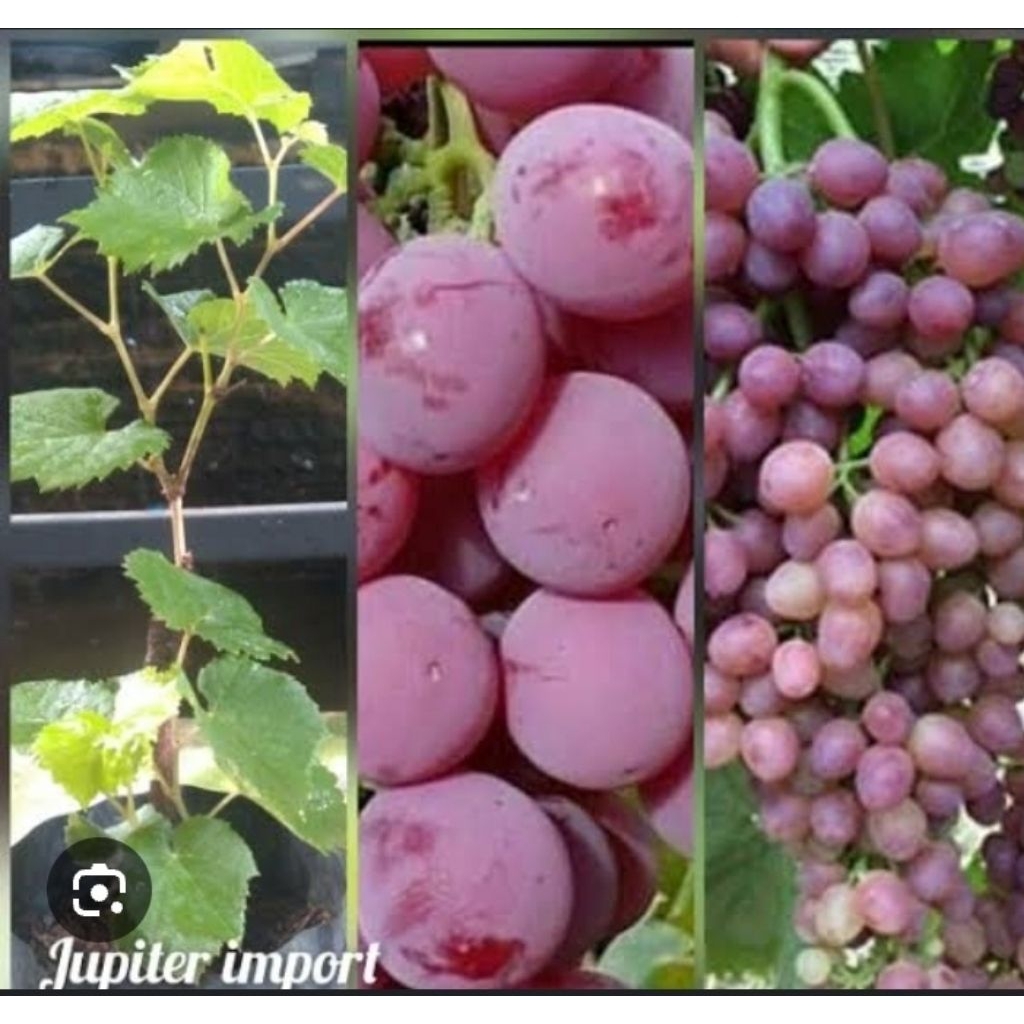 Bibit Anggur Jupiter Grafting - Tinggi 40-50 cm, Pucuk Aktif, Siap Tanam