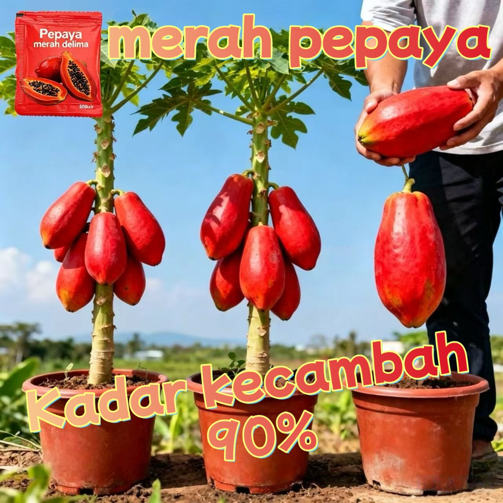 30pcs Fresh Red Pepaya Seeds Red Lady Dwarf Pepaya Biji Benih Betik Merah Kulit Merah Isi Merah Red 