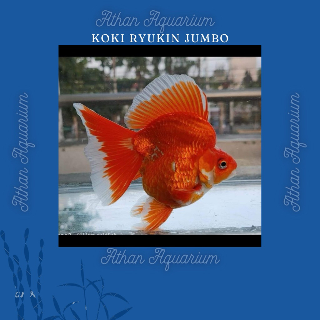 Koki Ryukin  RW size Besar(JUMBO) ukuran 10cm+