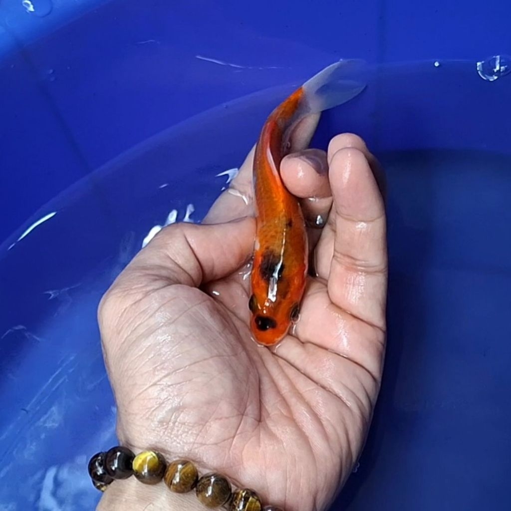 Ikan Koi Blitar Jenis Sanke / Rumah Koi Jakarta / kode 0062