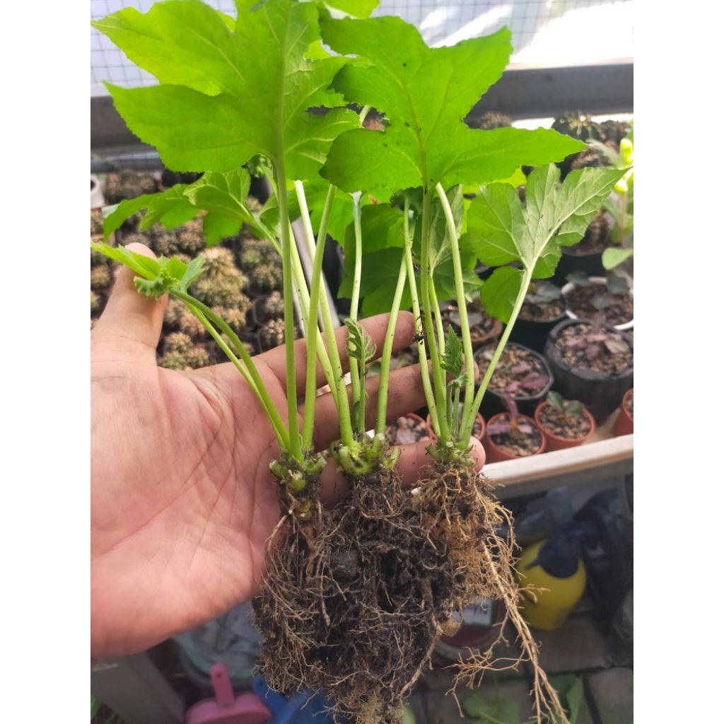 Dorstenia Contrajerva Seedling Paket