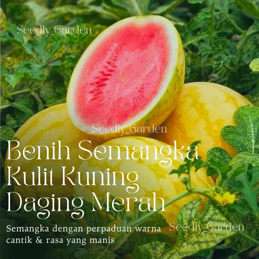 Seedly plant - 10 Butir Benih Tanaman Semangka Berkulit Kuning Daging Merah | Golden Red