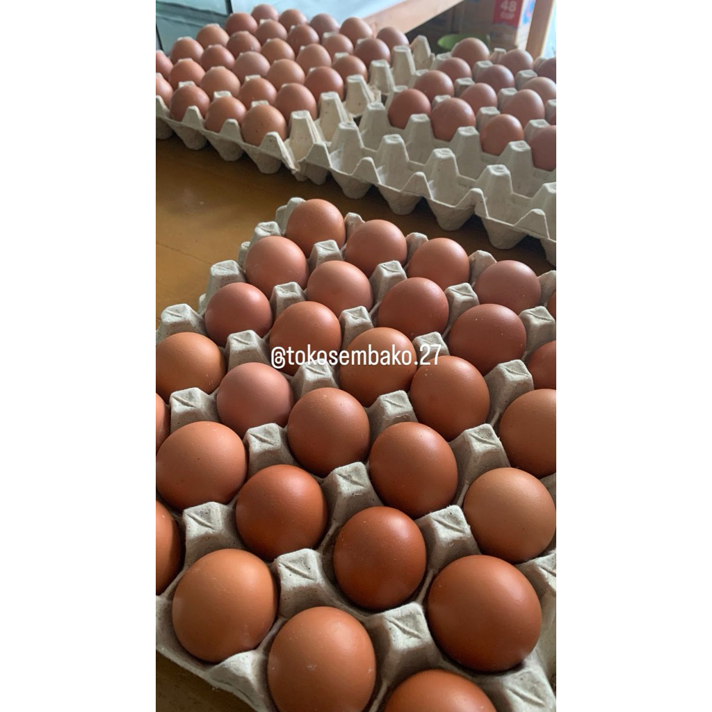 Telur Ayam Negeri 1kg (Telur Ayam Horn)