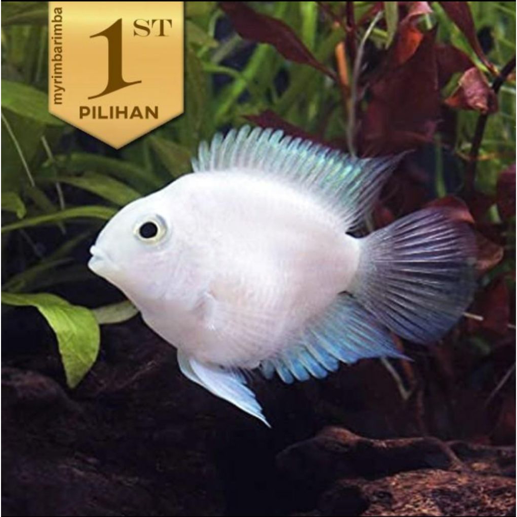 Baby Platinum Polar Ikan Hias Parrot Putih Hiasan Aquarium Aquascape