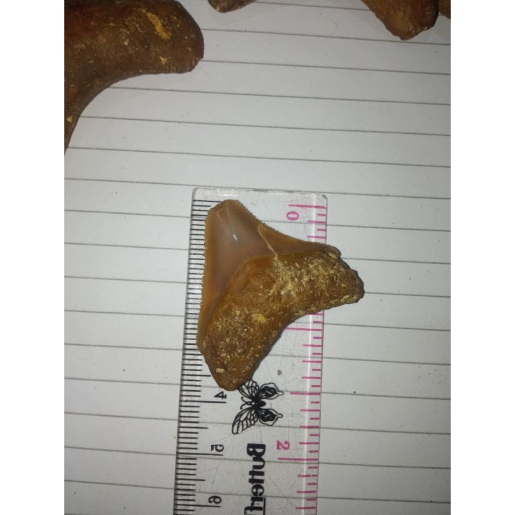 batu fosil gigi megalodon Natura