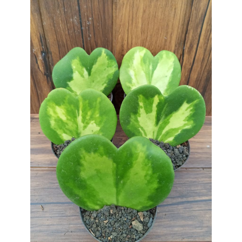 paketan Hoya kerri varigata