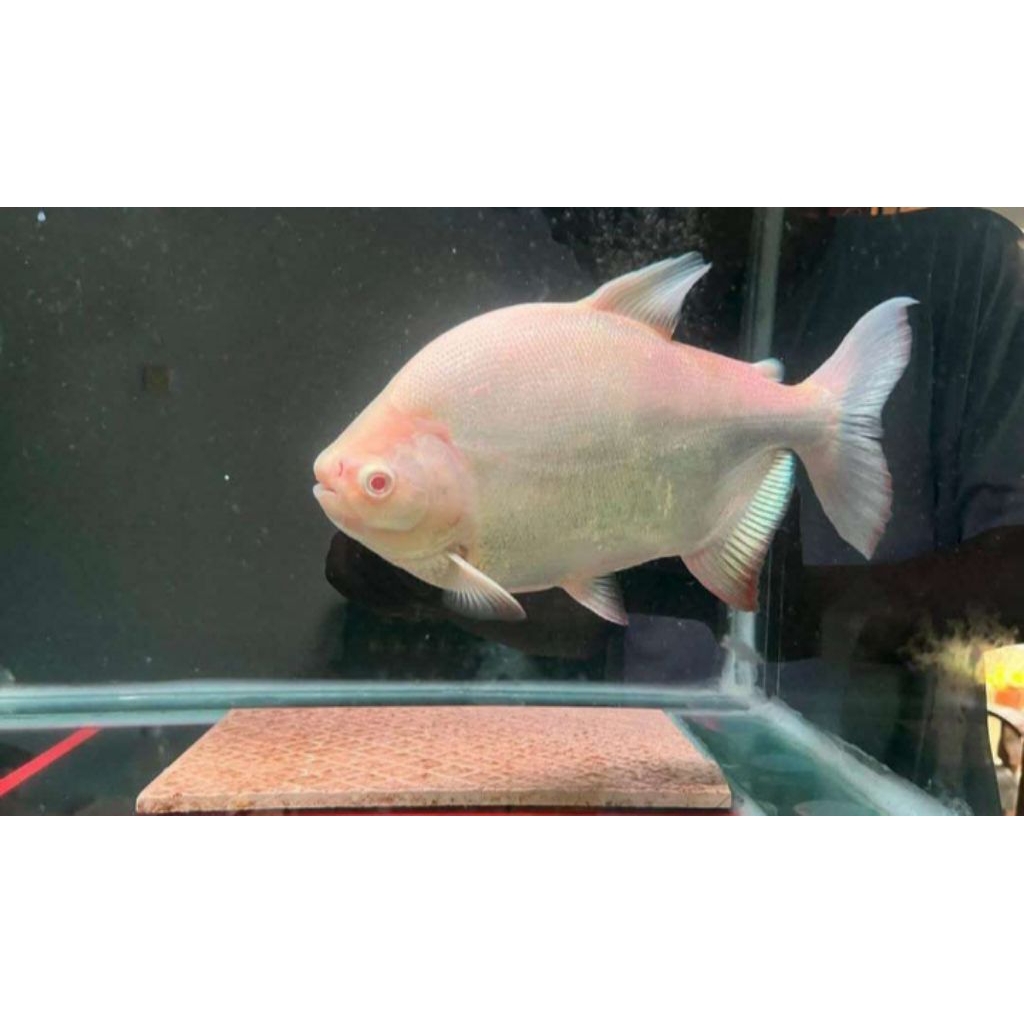 PACU ALBINO