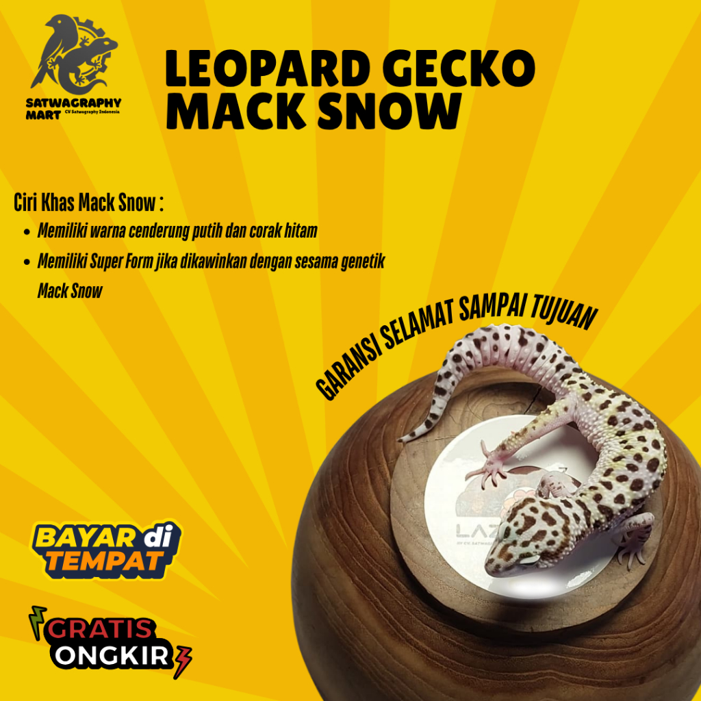 Mainan anak GECKO warna Mack Snow