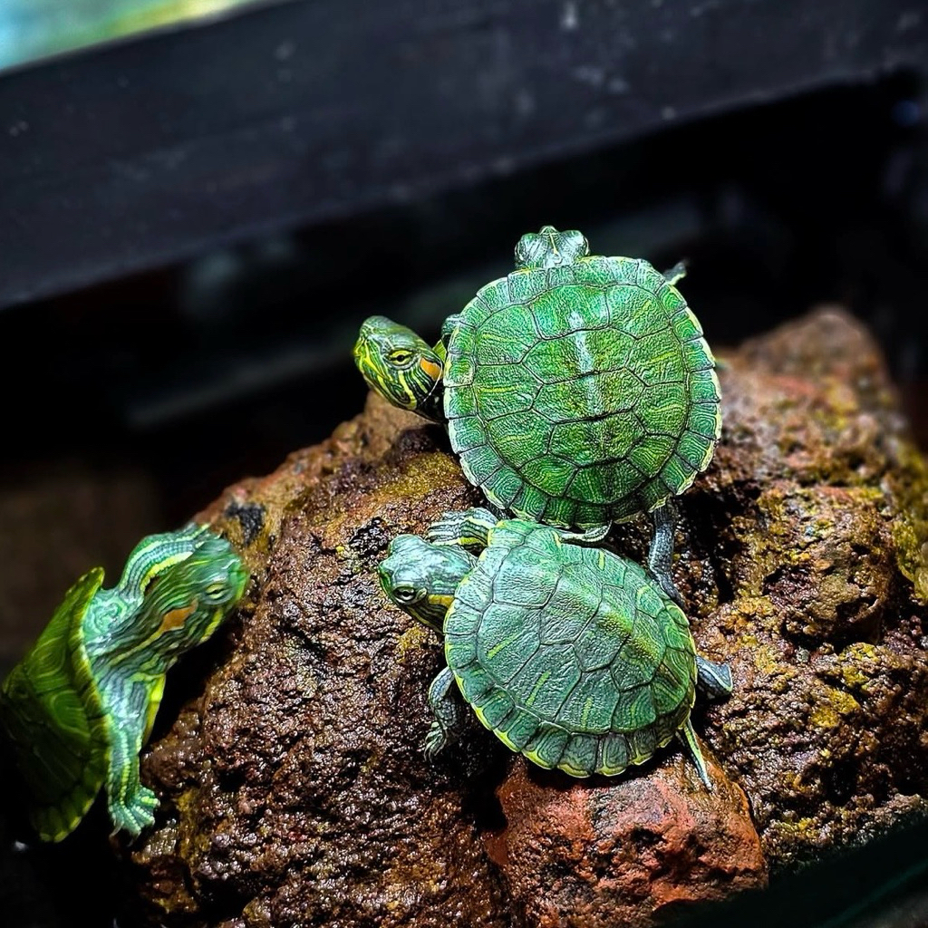 Hiasan kura kura brazil 5-6cm lucu bergaransi