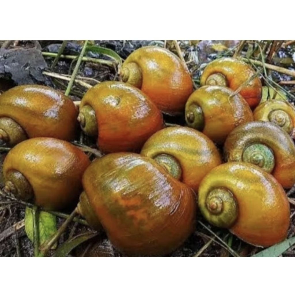 KEONG SAWAH HIDUP 500 gram