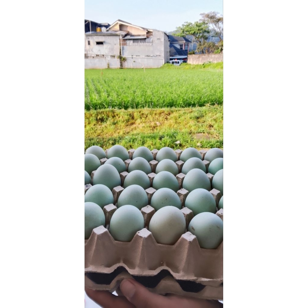 telur bebek omega