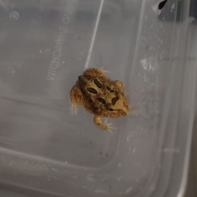 Pacman Frog Brown