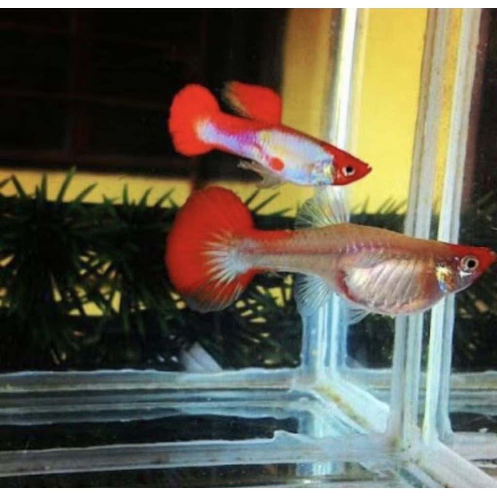 GUPPY PLATINUM KOI SEPASANNG
