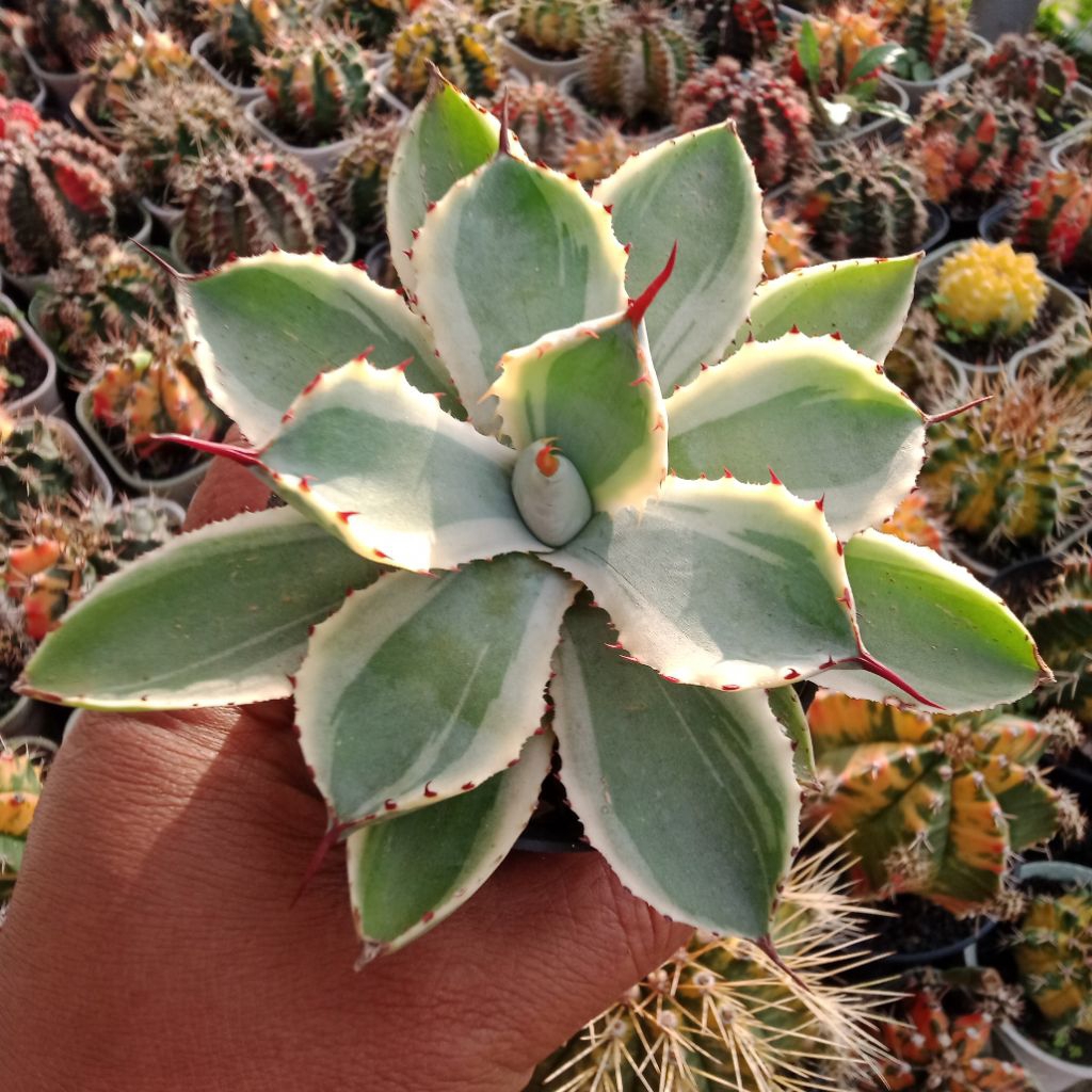 Agave potatorum