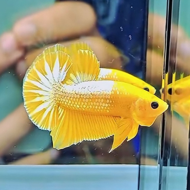 yellow fancy - cupang fccp bagus grade A