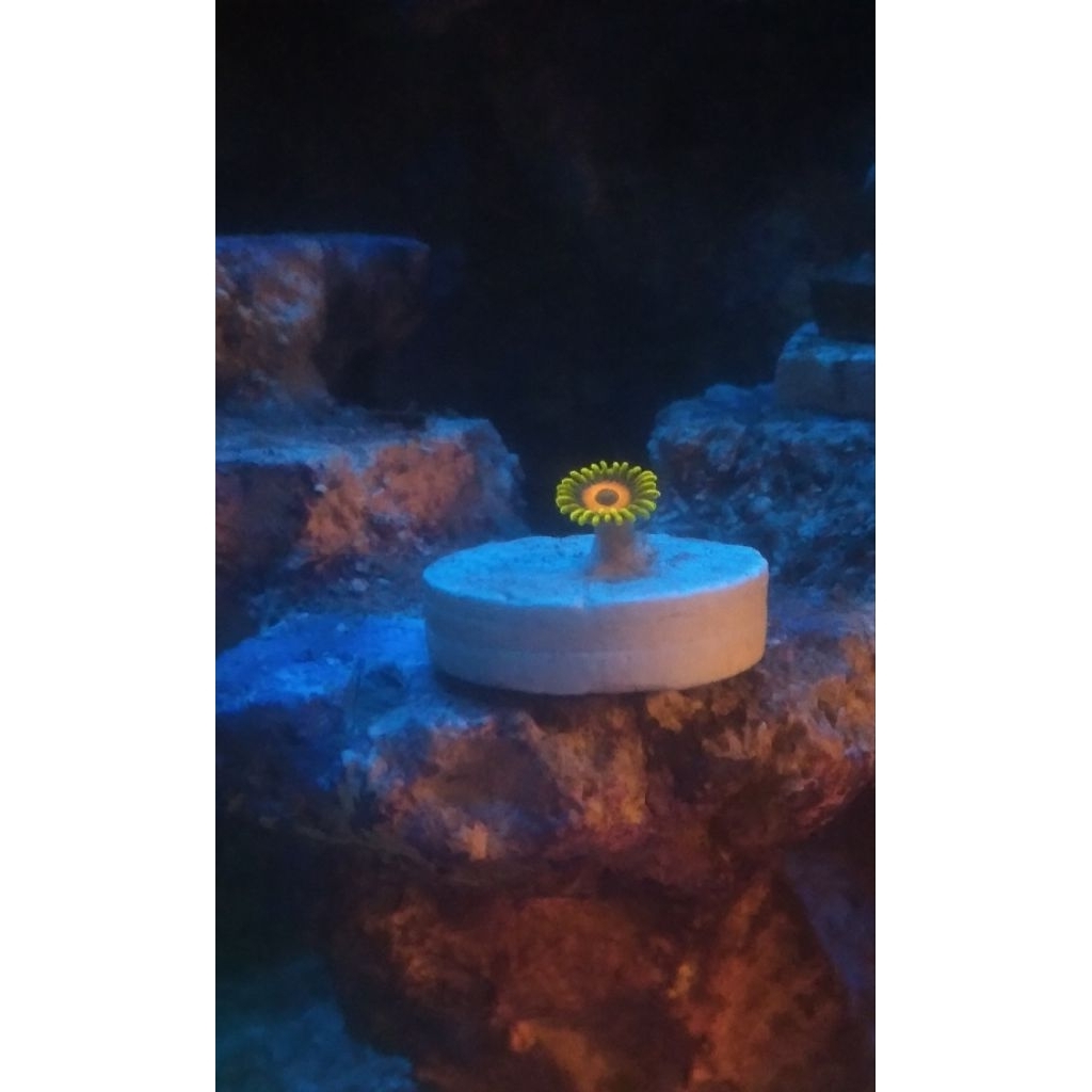 Zoa Sunflower Sun Flower [FRAG]