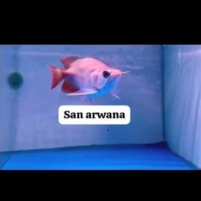 SR apel ITL short body spesial arowana i thiau lung short body apel