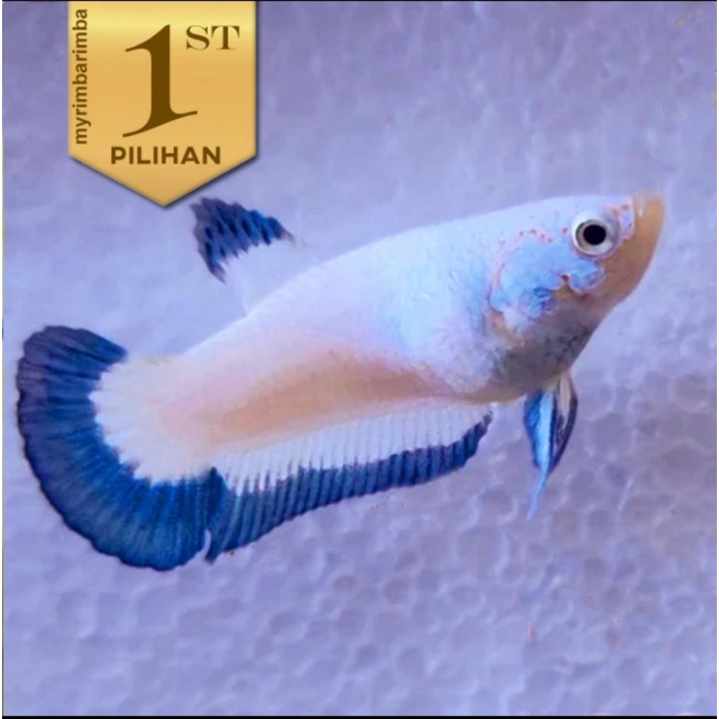 Cupang Betina Blue Rim Ikan Hias Aquascape Hiasan Aquarium