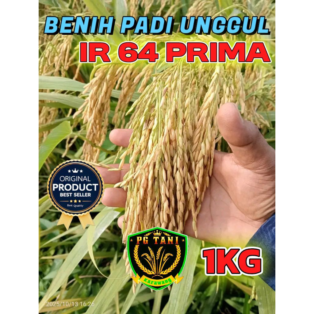 BENIH PADI UNGGUL BERKUALITAS IR 64 PRIMA KEMASAN 1KG