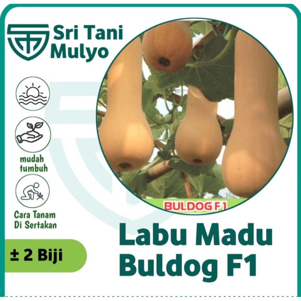 2 Biji - Benih LABU MADU F1 BULDOG-(Butternut Squash ) Bibit Labu - Benih Labu Bibit