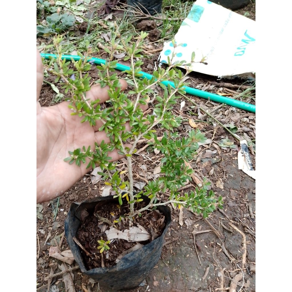 bibit saeng simbur mikro