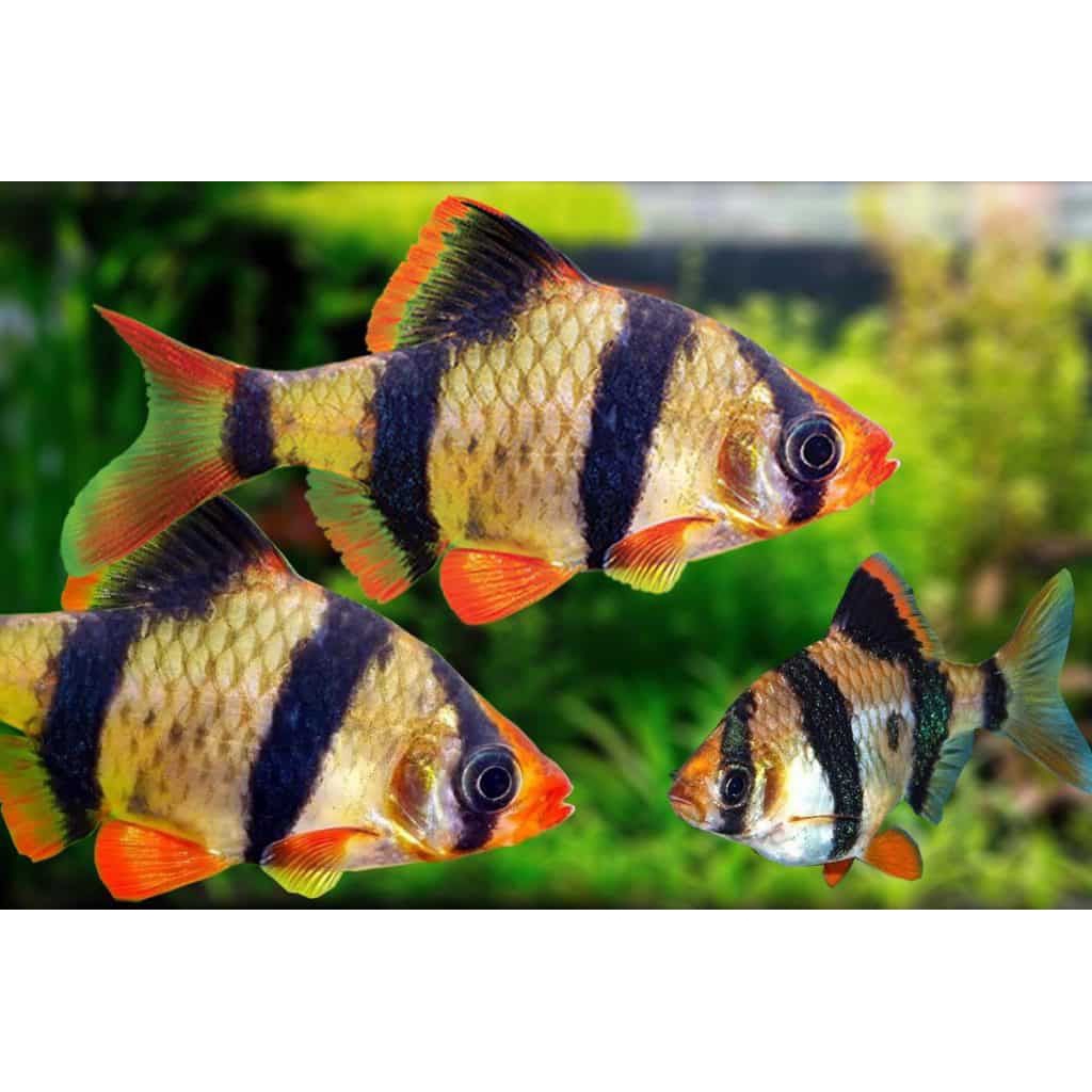 ikan hias Sumatra Tiger Fish Ukuran 2-3cm(Max 10Ekor)(Khusus Gojek)