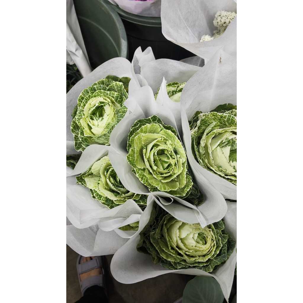 Bunga Potong Import Brasica Fresh Flower